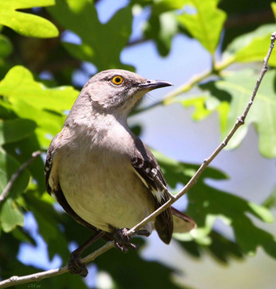 Taiturimatkijalintu on tuttu näky muun muassa Floridan yliopiston kampuksella, missä ne pesivät puissa ja pensaissa lähellä maanpintaa. Kuva: <span class="photographer">Louis Guillette.</span>