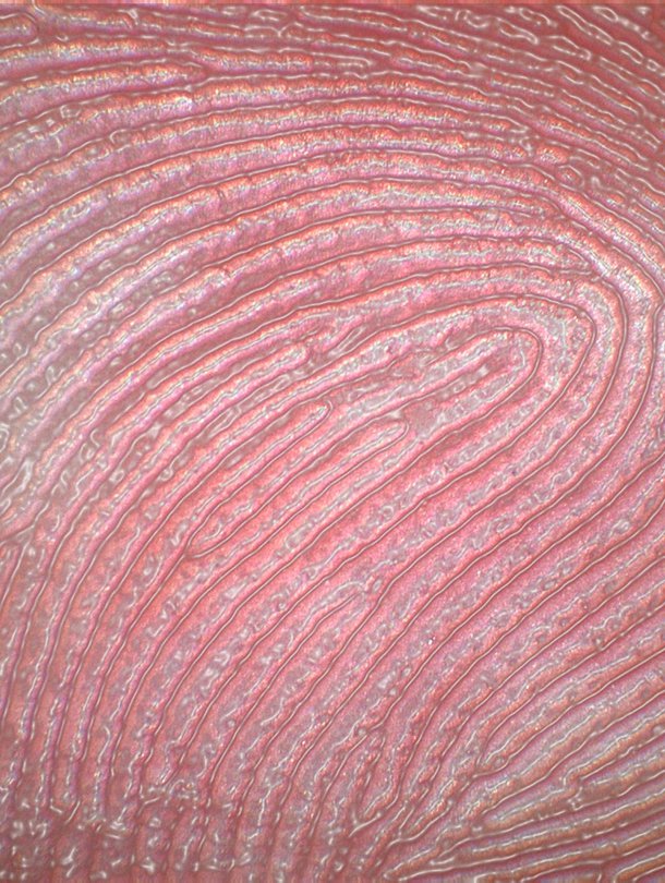 Tietokone on tässä korostanut niitä harjanteita, joita meillä kaikilla on sormenpäissämme. Kuva: <span class="photographer">DAVID BECKER / SCIENCE PHOTO LIBRARY</span>