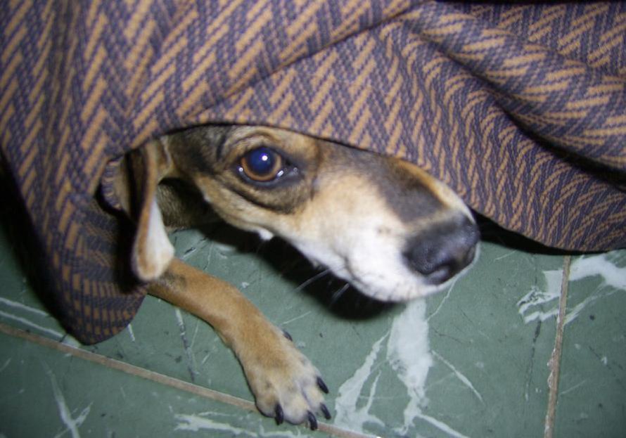 Pelokkaan ihmisen ihmisen haju tekee koirastakin pelokkaan. Kuva: <span class="photographer">LuKaS Cuba / Wikimedia Commons</span>