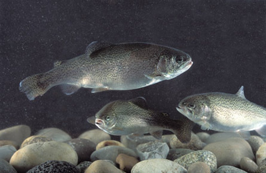 Kuva: <span class="photographer">Stephen Ausmus</span>