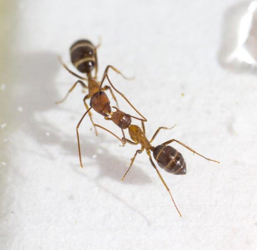 Muurahaiset vaihtavat suusta suuhun tietoa pesästä. Kuva: <span class="photographer">Adrian LeBoeuf</span>