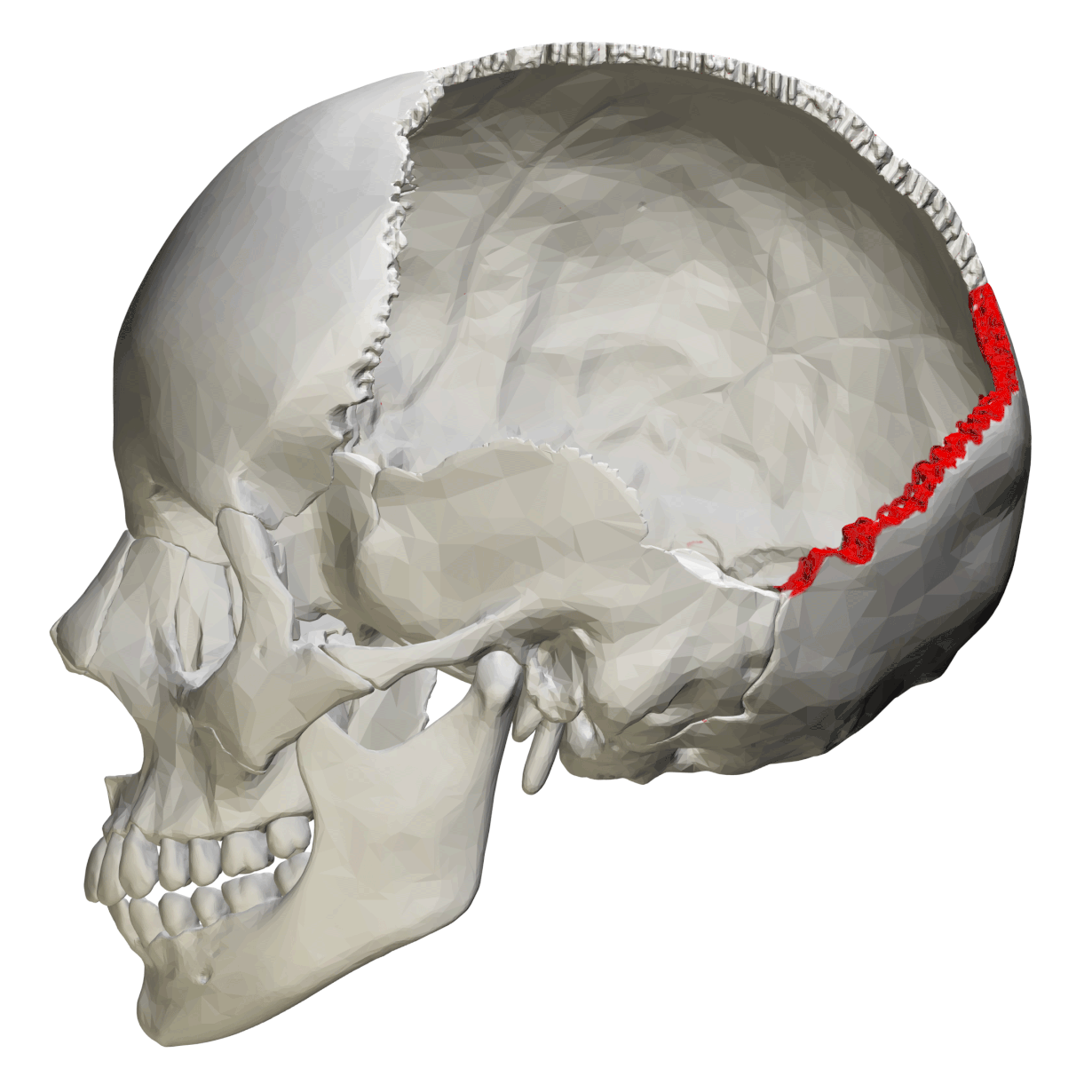 Nykyanatomiassa takaraivoluun rajaa aivokopassa takaraivosauma. Kuva: BodyParts3D/Anatomography/Wikimedia Commons