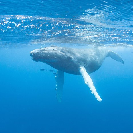 Nuori ryhmävalas ui Karibianmerellä. Kuva: <span class="photographer">Shutterstock</span>