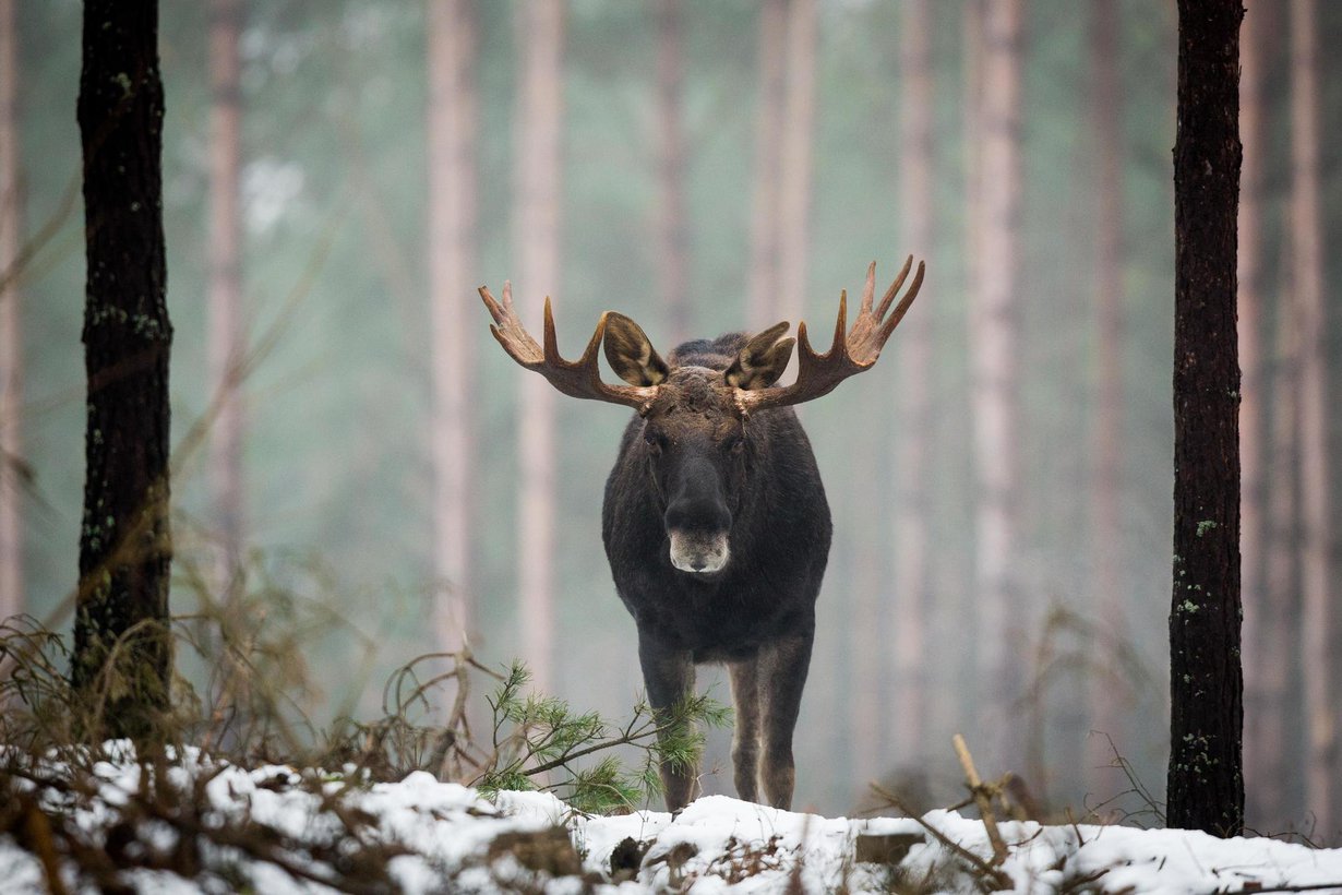 Euroopassa hirvet joutuvat liikkumaan pidempiä matkoja ihmisen takia. Kuva: Shutterstock