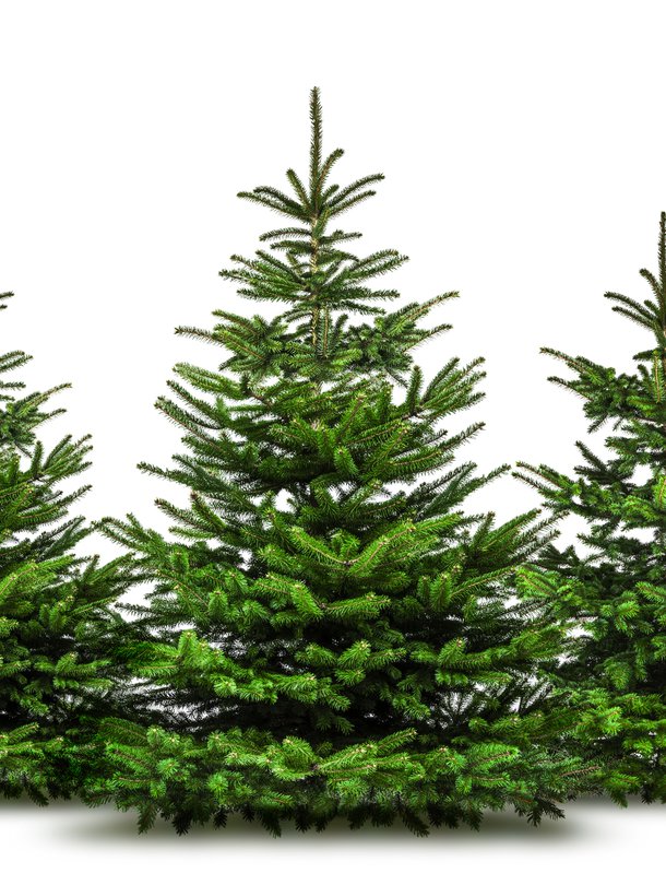 Kuusi voi pitää neulasensa jopa 14 vuotta. Kuva: <span class="photographer">Getty Images</span>