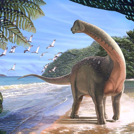Mansourasaurus shahinae oli pitkäkaulainen kasvinsyöjä. Kuva: <span class="photographer">Andrew McAfee, Carnegie Museum of Natural History</span>