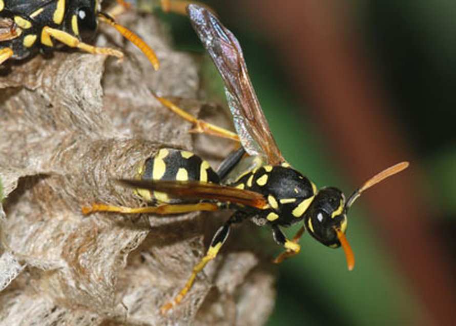 Nuori paperiampiaisnaaras Kuva: <span class="photographer"><A HREF=http://commons.wikimedia.org/wiki/Image:Wasp_May_2008-11.jpg>Wikimedia Commons</A></span>