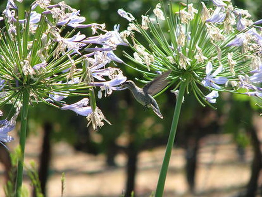Stroboskooppi-ilmiötä hyödynnetään muun muassa kolibrin nopeiden siipien "pysäyttämisessä". Kuva: <span class="photographer">Wikimedia Commons/Michael Sandoval</span>