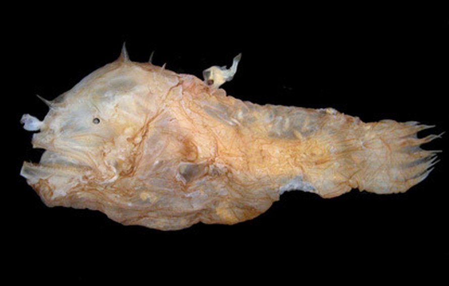 <i>Photocorynus spiniceps</i>-lajin pikkuruinen koiras roikkuu suuremman naaraaan selässä hampaillaan. Kuva: <span class="photographer">Ted Pietsch/University of Washington</span>