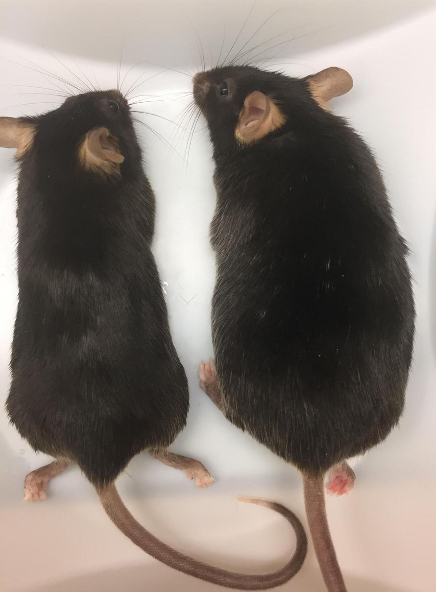 Hiiri oikealla on lihonut huomattavasti kaveriaan tuhdimmaksi. Siltä puuttuu ankyrin-b -nimistä proteiinia tuottava geeni kokonaan. Kuva: <span class="photographer">UNC Nutrition and Obesity Research Center</span>