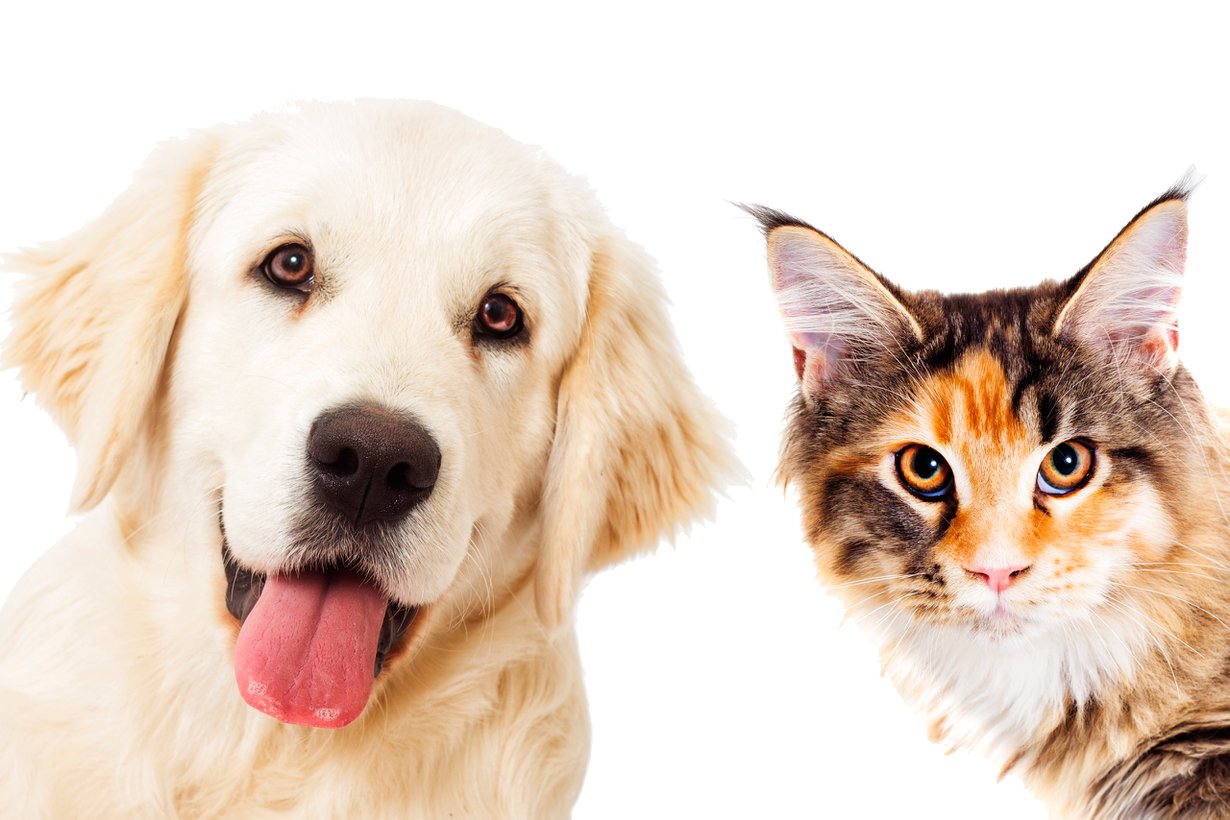 Kissa kestää yksinoloa paremmin kuin koira muttei se mikään erakko ole. Kuva: Shutterstock