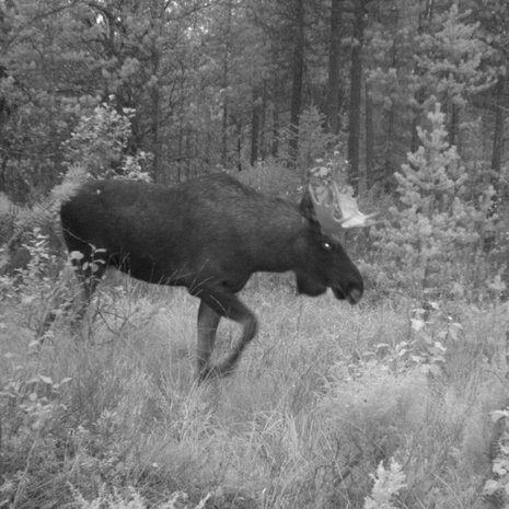 Riistakamera paljastaa, että hirvet talvisvat samoja reittejä vuodesta toiseen. Kuva: <span class="photographer">Riistapolkuverkko</span>