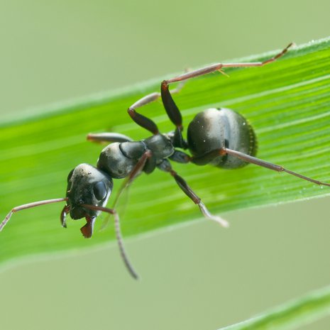 Mustamuurahainen osaa ottaa lääkettä. Kuva: <span class="photographer">Wikimedia Commons</span>