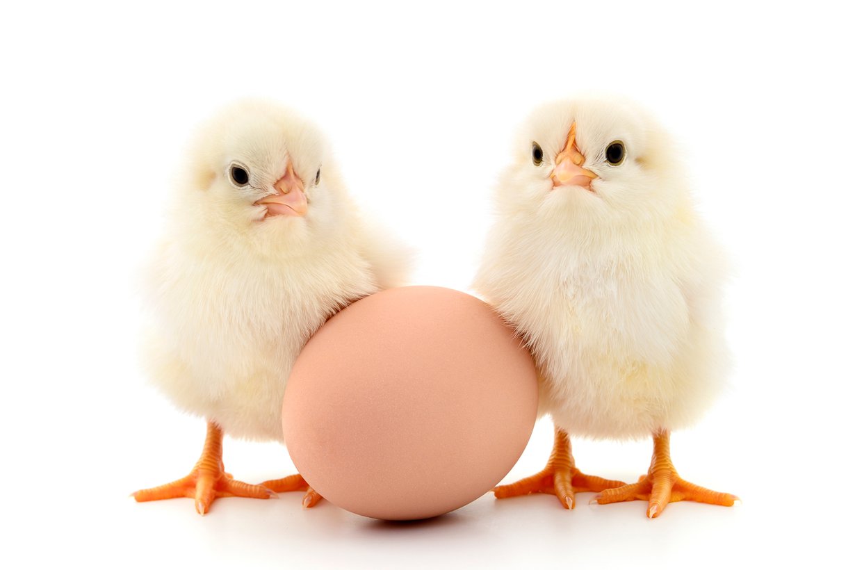 Kehitys tökkää jo alkiovaiheessa. Kuva: Shutterstock
