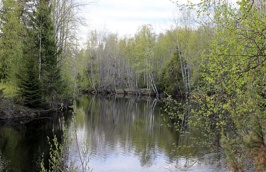 Lämpösumma tuottaa vihreän ihmeen. Kuva: <span class="photographer">Estormiz / Wikimedia Commons</span>