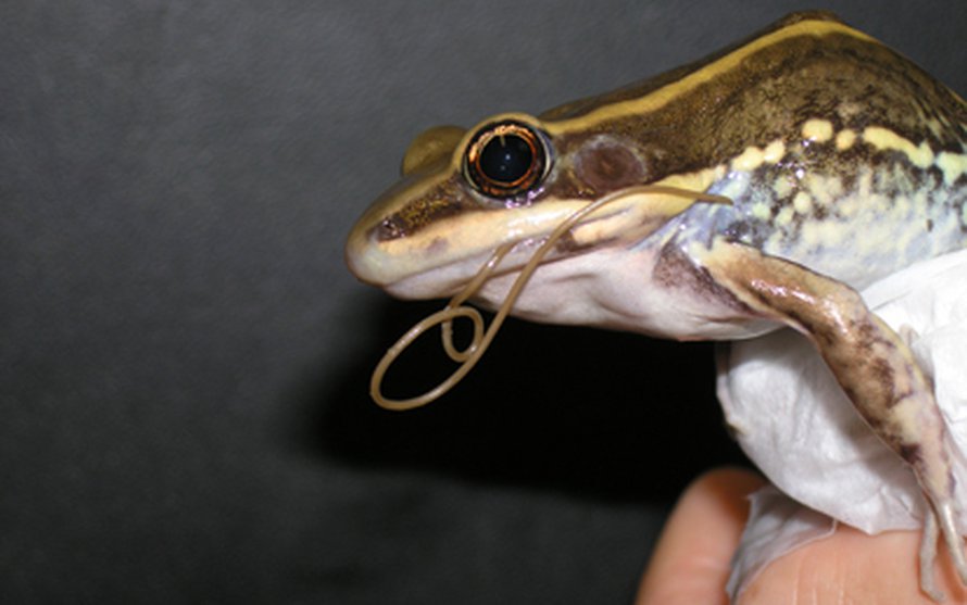 Jouhimato pyrkii ulos sammakosta. Kuva: <span class="photographer">Thomas Frédéric.</span>