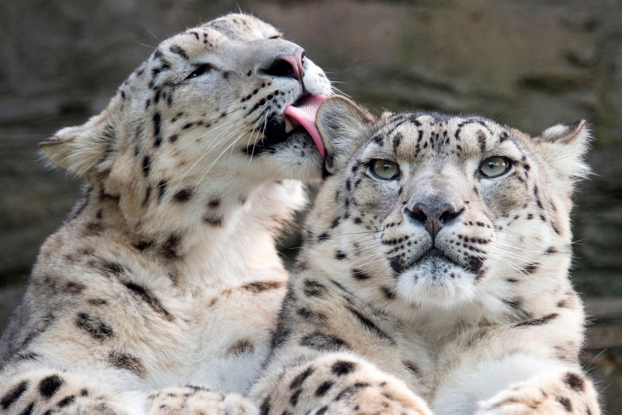 Tämä päästää hertsit ilmoille. Kuva: Chris Godfrey Wildlife Photography/Alamy