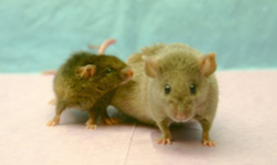 Kuva: <span class="photographer">Richard Miller, U-M Medical School.</span>