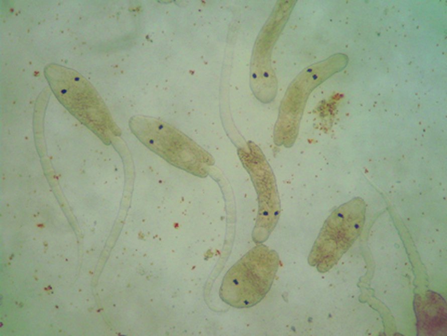 Cryptocotyle lingua -loinen saa kotilon syömään vähemmän. Kuva: <span class="photographer">Chelsea Wood and James E. Byers</span>