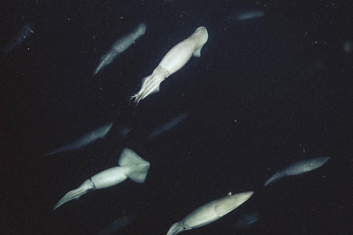 Kalmarit ovat älykkäitä ja uteliaita, mutta myös aggressiivisia metsästäjiä. Kuva: Bay Aquarium Research Institute
