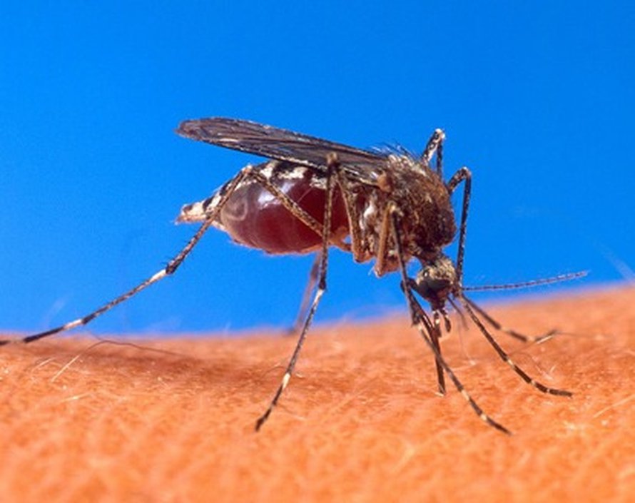 Suomalaiset hyttyset eivät onneksi levitä keltakuumetta tai dengue-kuumetta kuten <I>Aedes aegypti</I>. Kuva: <span class="photographer"><A HREF=http://en.wikipedia.org/wiki/File:Aedes_aegypti_biting_human.jpg>Wikimedia Commons</A></span>
