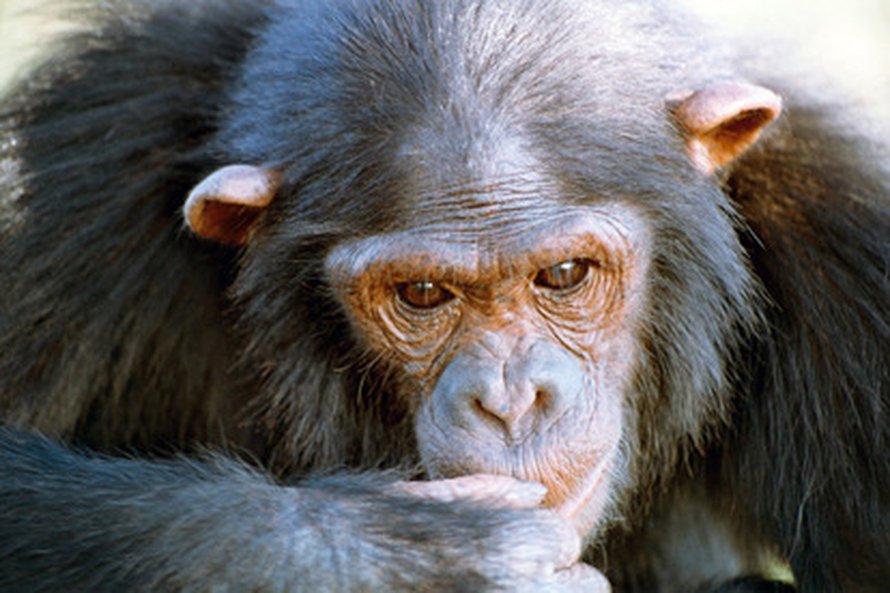 Simpanssikin taitaa diilien hieromisen. Image: Max Planck Institute for Evolutionary Anthropology/Esther Herrmann