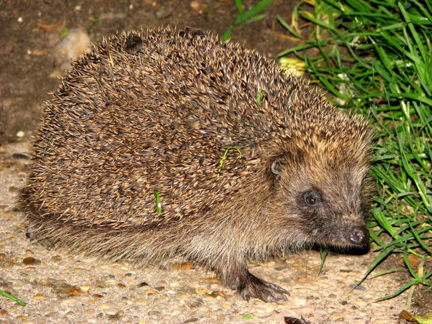 Siili, tässä tapauksessa homeotermi. Kuva: <span class="photographer">Evelyn Simak / Wikimedia Commons</span>