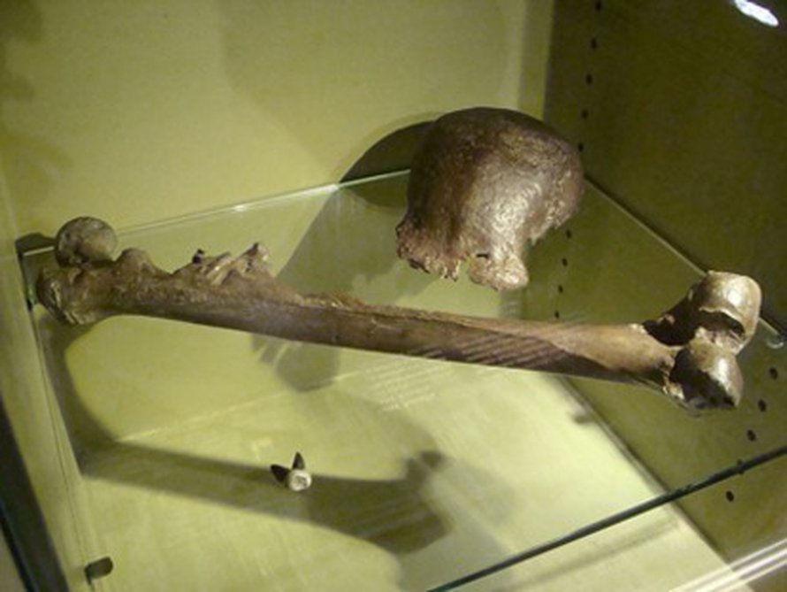 Homo erectuksen jäänteitä. Kuva: <span class="photographer">Peter Maas / Wikimedia commons</span>