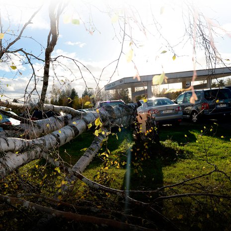 Valio rysäytti puita nurin autoliikkeen pihassa Ylivieskassa 2.10.2015. Kuva: <span class="photographer">Lehtikuva</span>