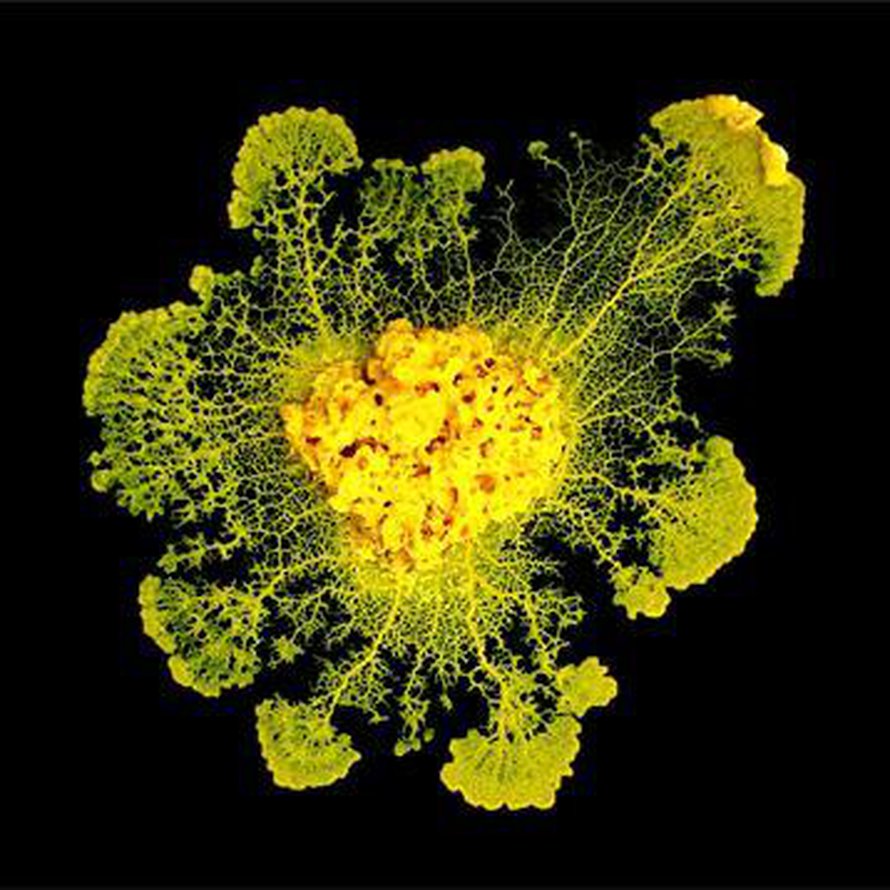 Oppimiskoekaniinina toimi kymmensenttinen alkueläin, Physarum polycephalum. Kuva: <span class="photographer">Audrey Dussutour (CNRS)</span>