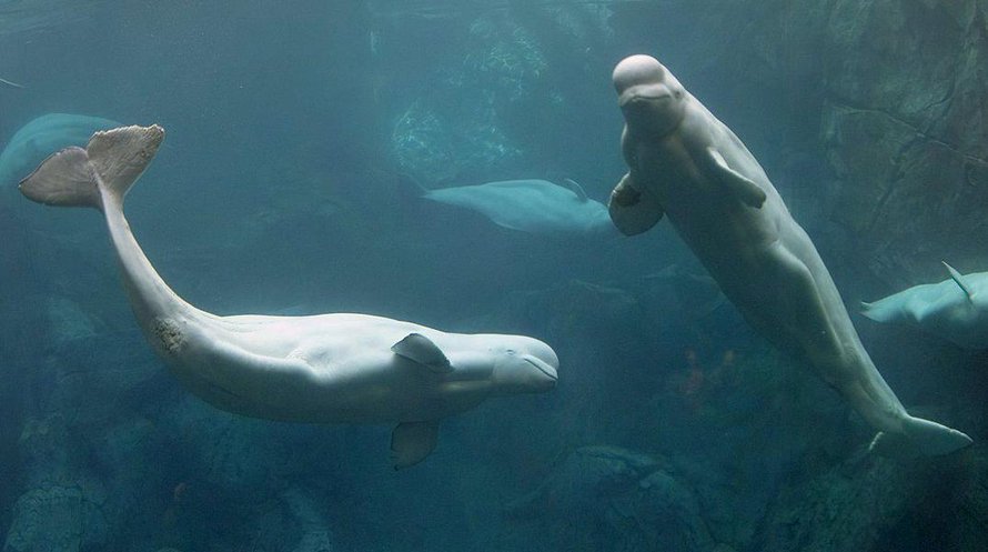 Luonnossa elävät maitovalaat saavat syöpiä ihmisen mereen päästämistä ympäristömyrkyistä. Kuvan yksilöt uivat akvaariossa. Kuva: <span class="photographer">Wikimedia Commons</span>
