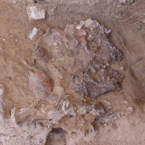 Haudasta löytyi muun muassa neandertalinihmisen kallo, joka on litistynyt vuosituhansia painuneiden maakerrosten alla. Kuva: <span class="photographer">GRAEME BARKER</span>