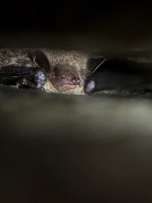 Tämä vesisiippa horrostaa Turun Luolavuoren uumenissa. Kuva: <span class="photographer">Håkan Söderholm/Vastavalo</span>