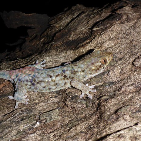 Madagaskarilla elävä gekkolaji on ovela pakenija ja vaikea tutkittava. Kuva: <span class="photographer">F. Glaw</span>