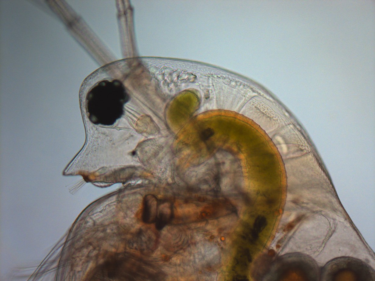 Daphnia pulex -vesikirppu on etevä sopeutumaan uusiin olosuhteisiin.