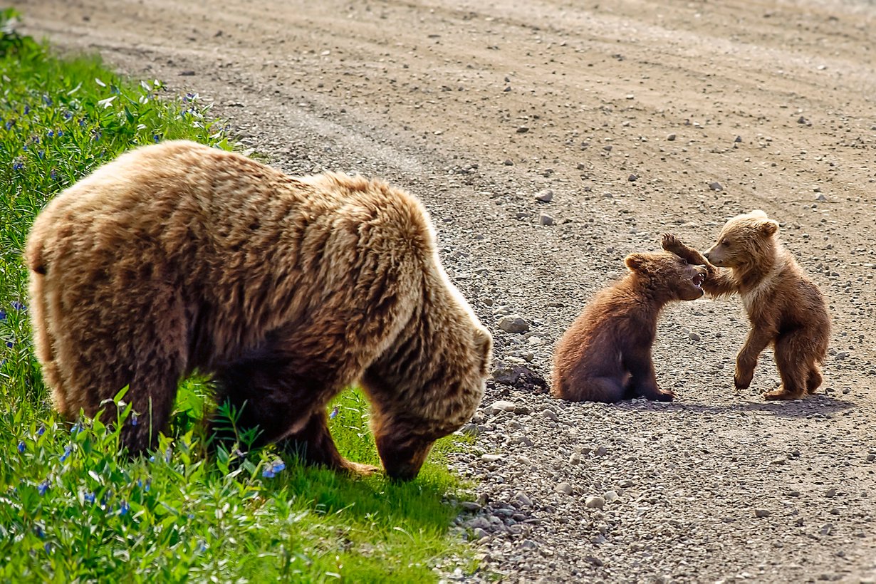 Pennut tietävät huolia karhuemolle. Vieras uros voi tilaisuuden tarjoutuessa tappaa ne. Kuva: Alamy/MVPhotos