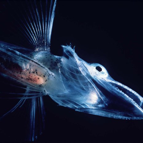 Jääkala on läpikuultava. Kuva: <span class="photographer">Wikimedia Commons</span>