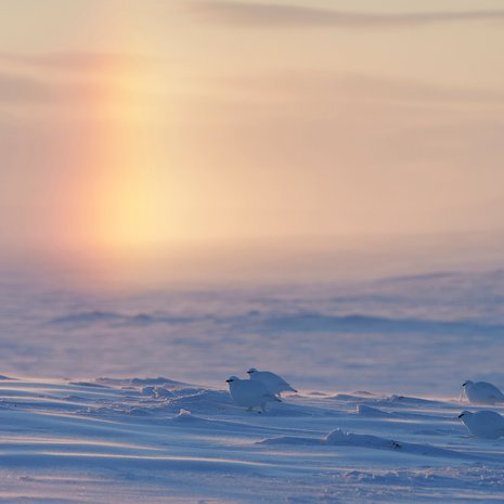 Kiiruna on todellinen talvilintu. Sitä suojaa pakkasilta poikkeuksellisen lämmin höyhenpeite. Kuva: <span class="photographer">MVPhotos</span>