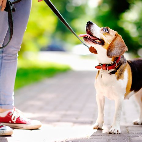 Koira suhtautuu ihmisiinsä niin kuin pentususi oman laumansa aikuisiin. Kuva: <span class="photographer">Shutterstock</span>