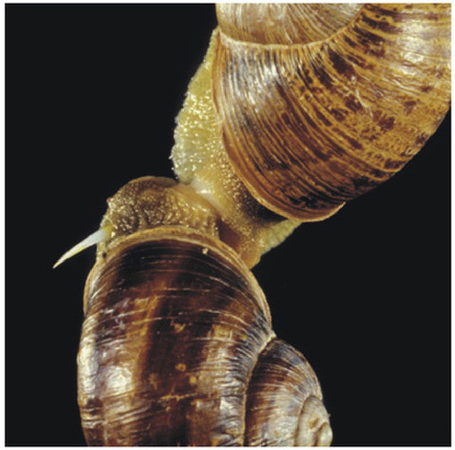 Sagriinikotilo on ampunut lemmennuolen kumppaninsa ruumiin läpi. Kuva: <span class="photographer">Ronald Chase/Pro Roy Soc B.</span>