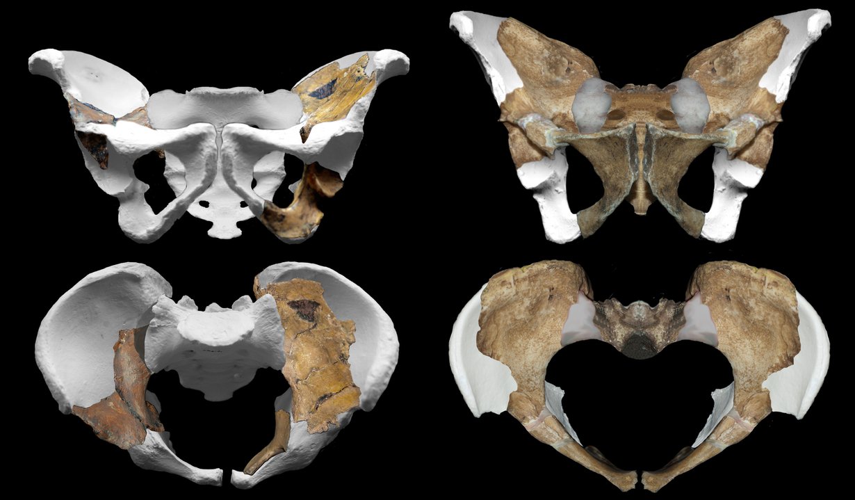 Australopithecus sediban lantio.