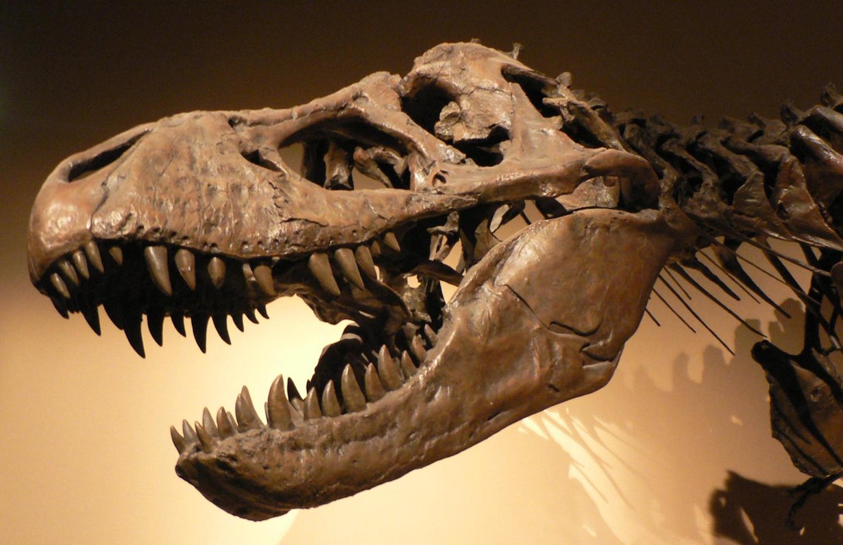 Dinosaurukset saivat kylmää kyytiä 66 miljoonaa vuotta sitten. Kuva: David Monniaux / Wikimedia Commons