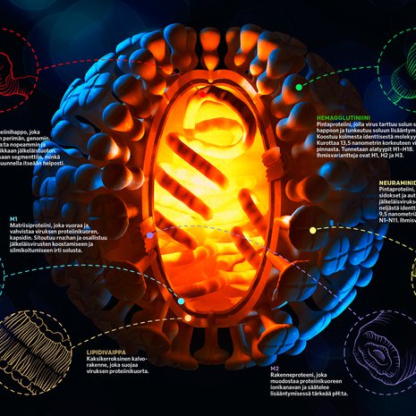 Kun sairastumme influenssaan, taudinaiheuttaja on useimmiten A-virus. Vihollinen on pieni, halkaisijaltaan vain 80–120 nanometriä, mutta kantaa tehokasta hyökkäys- ja lisääntymisvarustusta. Grafiikka Jukka Fordell