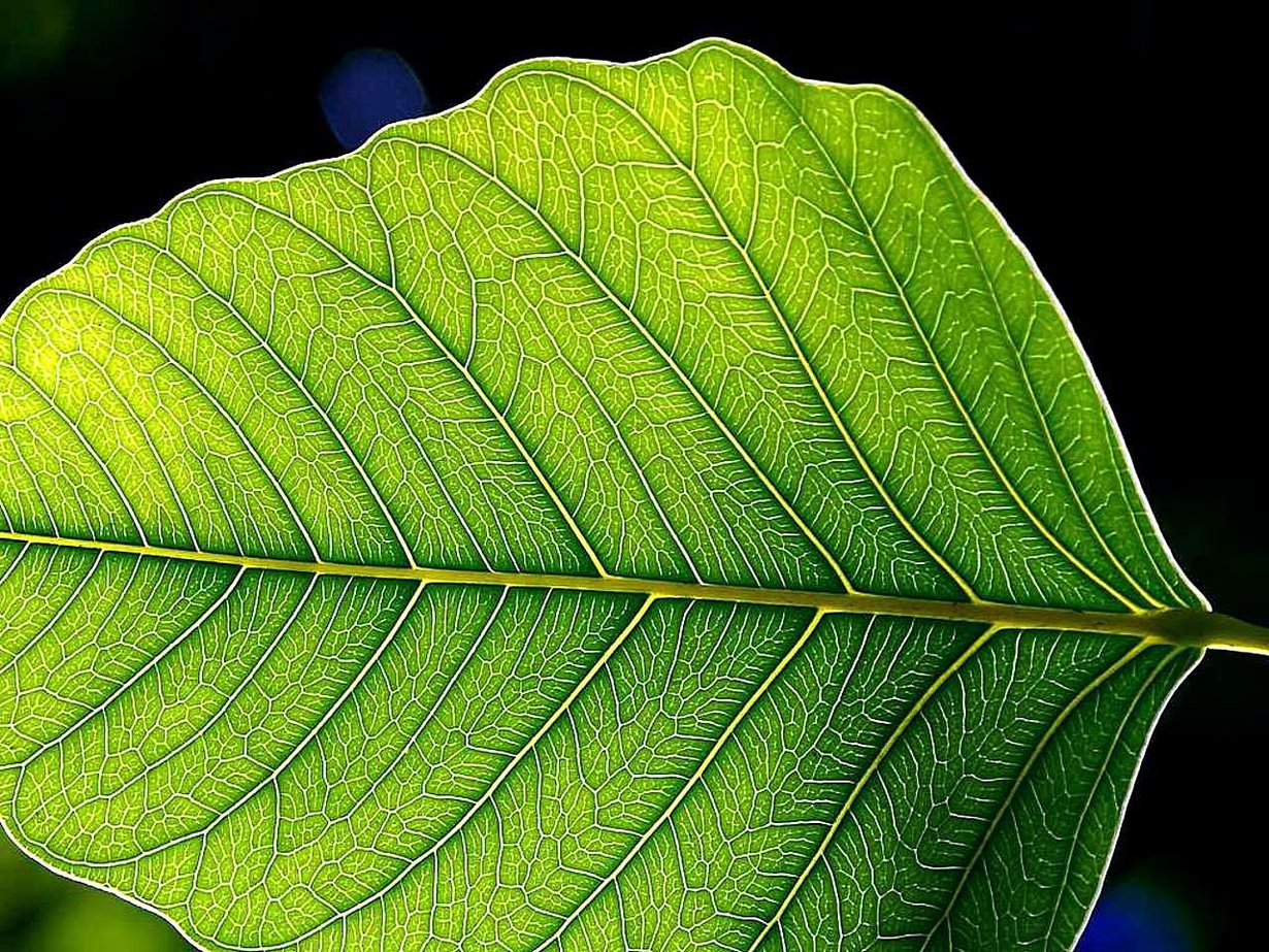 Kuva: Wikimedia Commons/Jon Sullivan