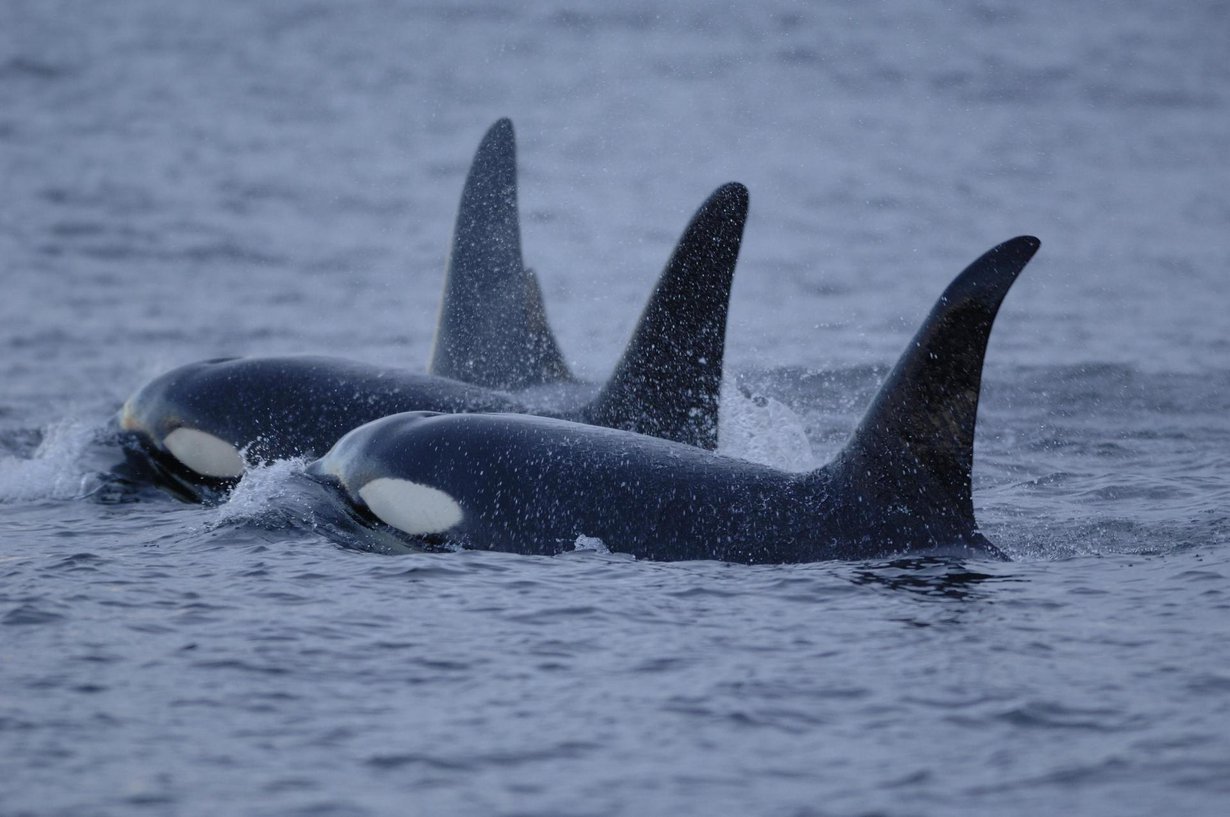 Miekkavalasnaaraat elävät vielä pitkään vaihdevuosien jälkeen. Kuva: NOAA Photo Library
