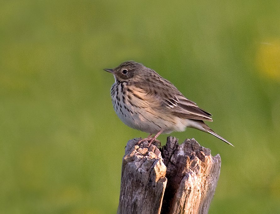 Ilmastonmuutos harventaa niittykirvisiä. Kuva: <span class="photographer">Andreas Trepte, Wikimedia Commons</span>