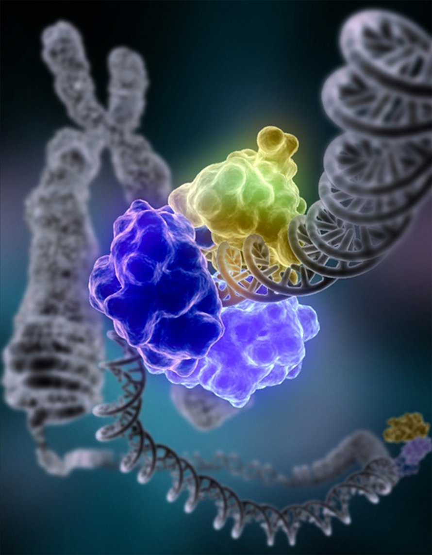 Ligaasi on entsyymi, joka korjaa dna:n vaurioita. Tomas Lindahl eristi ligaasia nisäkkään dna:sta ensimmäisenä maailmassa. Kuva: <span class="photographer">National Institute of General Medical Science</span>