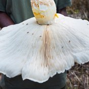 Ei mahdu edes syliin. Kuva: <span class="photographer">Alamy/MVPhotos</span>