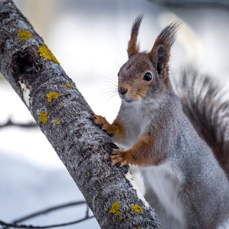 Orava huolehtii ylihuomisesta. Kuva: <span class="photographer">Getty Images </span>