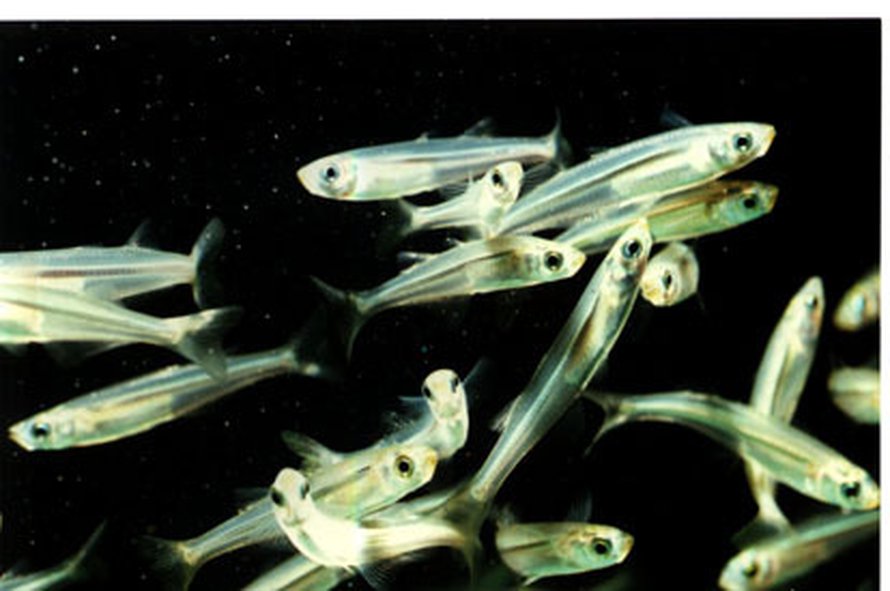 Atlantin hopeakylki, Menidia menidia. Kuva: <span class="photographer">Stony Brook University</span>